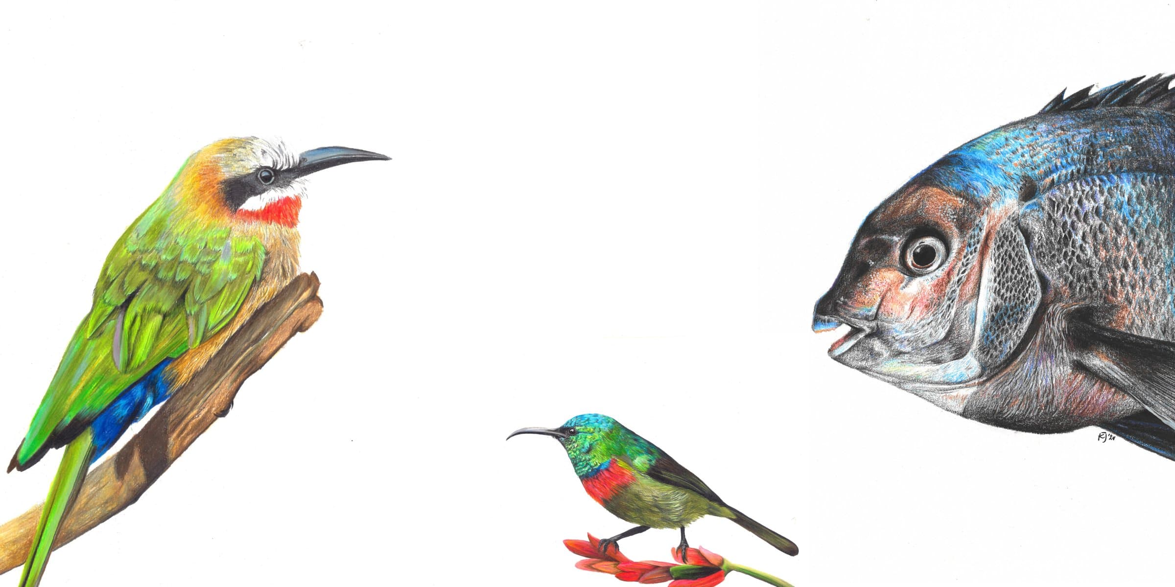 Coloured-pencil wildlife artworks by Kyndal Jennings