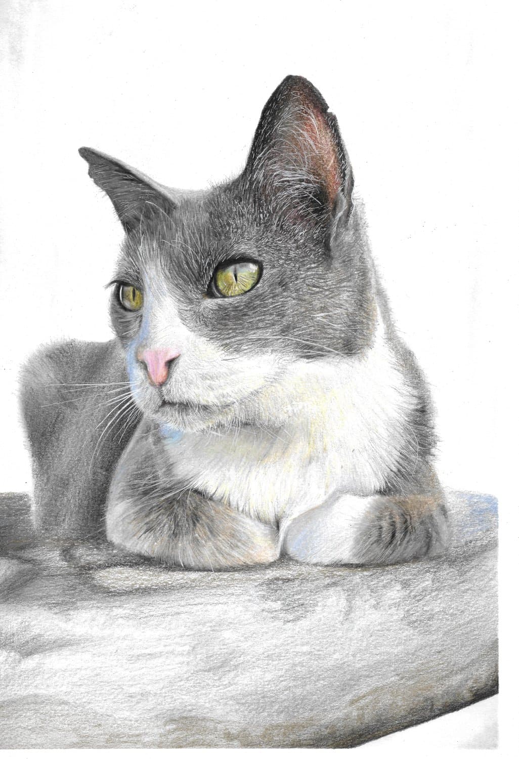 Commissioned coloured-pencil portrait of a grey and white cat