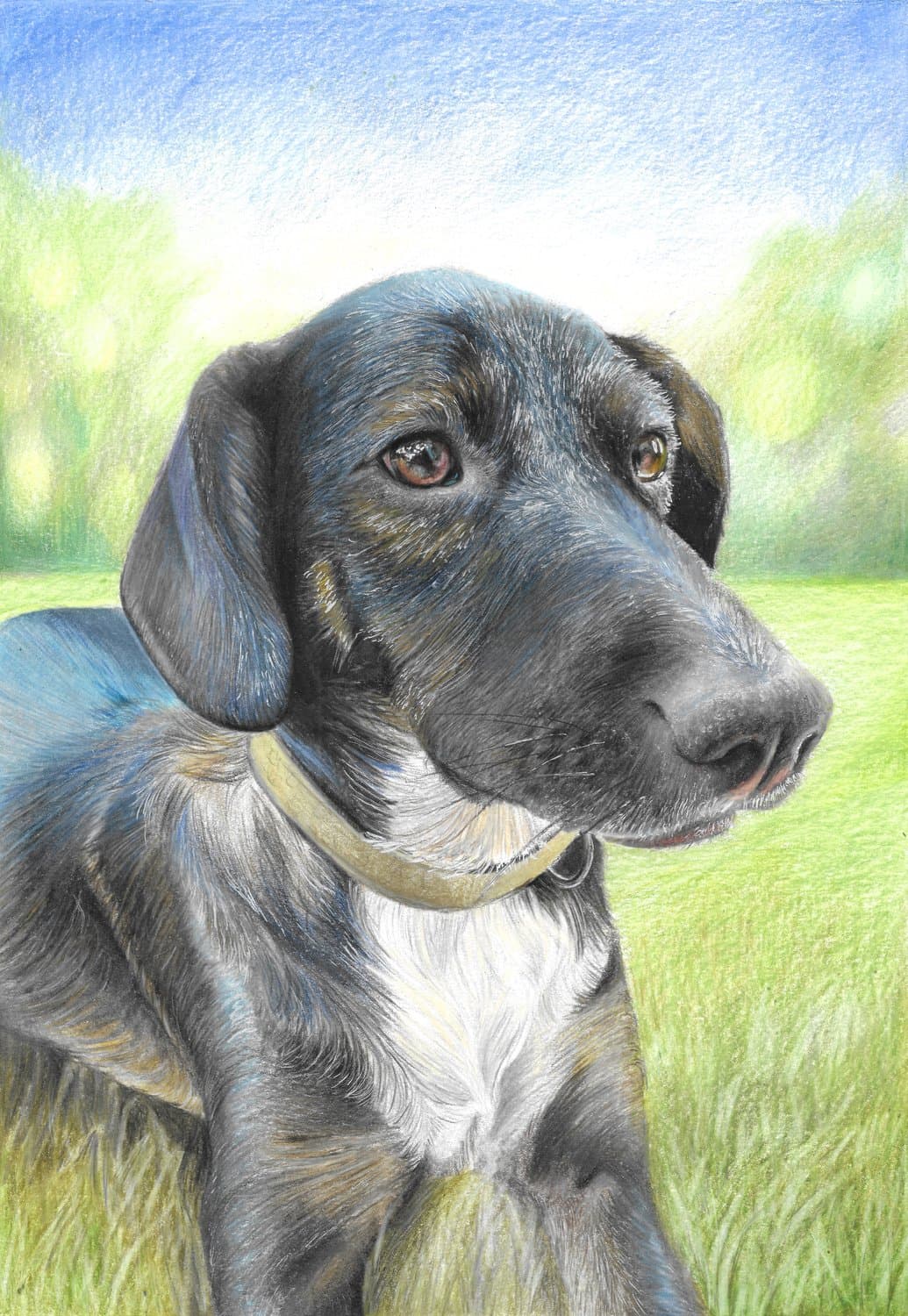 Commissioned coloured-pencil portrait of a black dog in a field