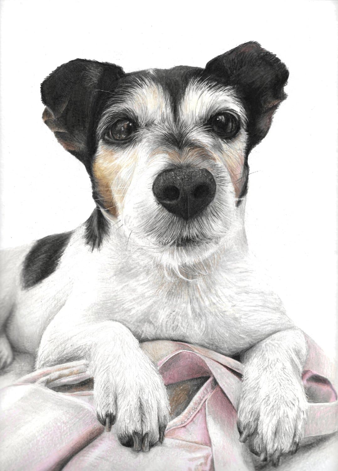 Commissioned coloured-pencil portrait of a terrier
