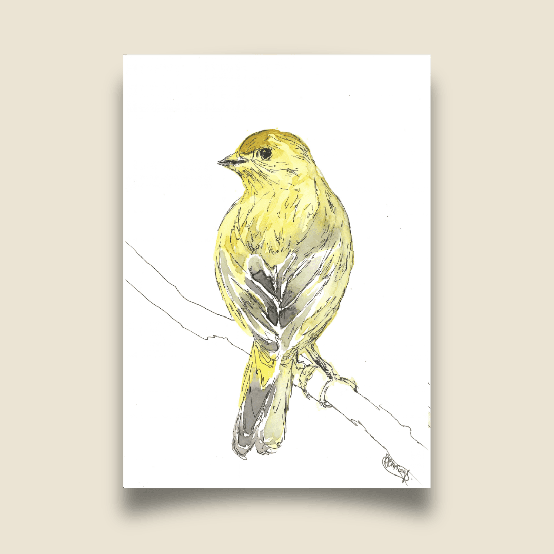 Birdtober 2026 - Atlantic Canary