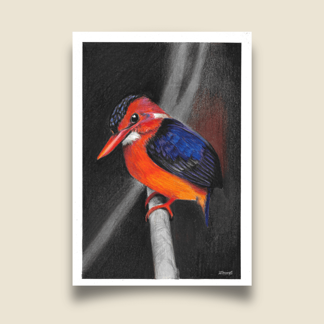 Fine Art Print - African Pygmy Kingfisher