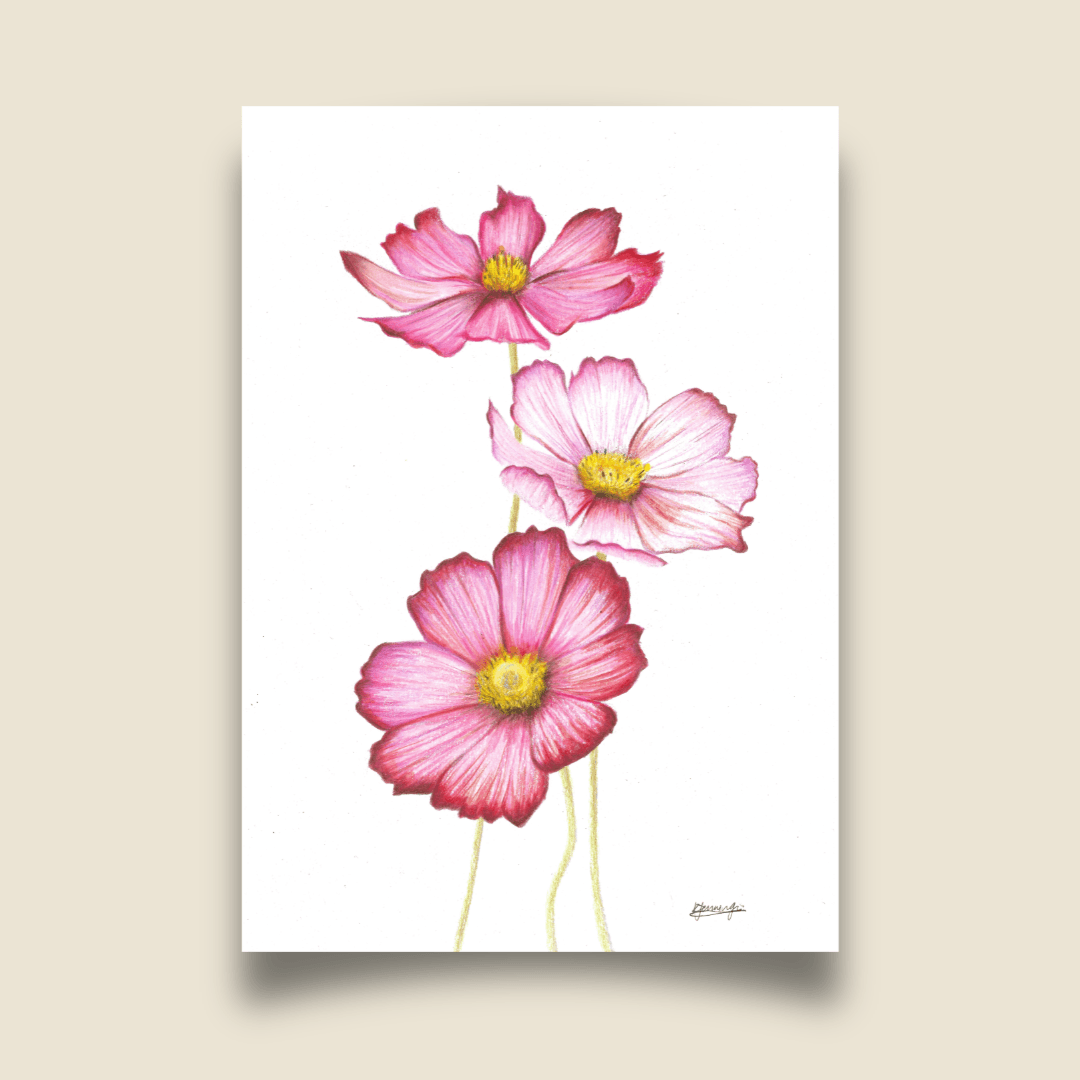 Fine Art Print - Cosmos Flowers