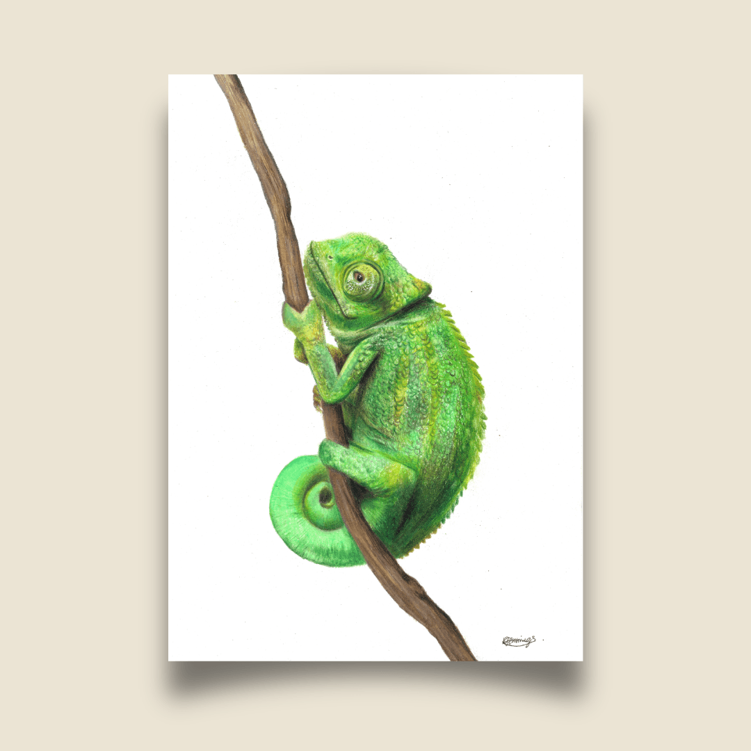 Fine Art Print - Fischer's Chameleon