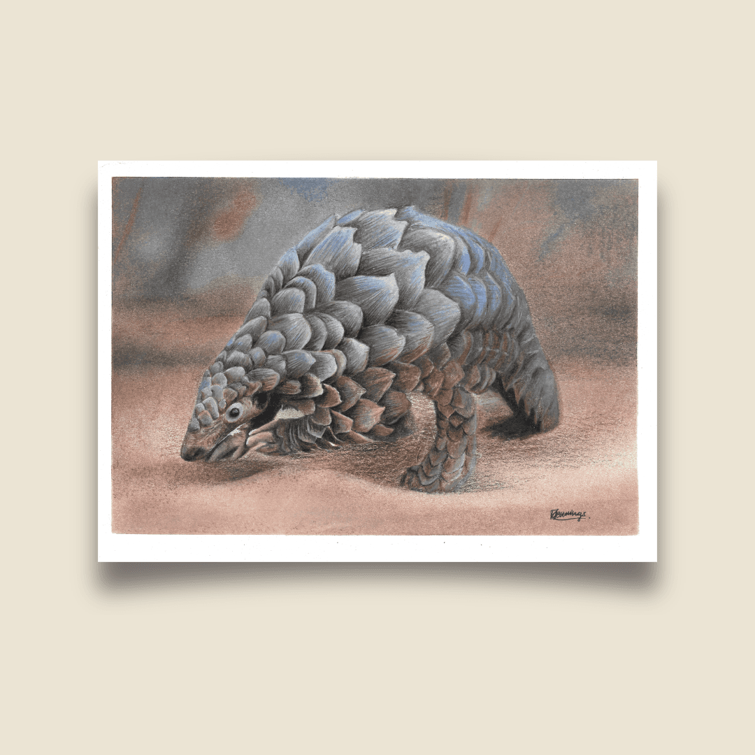 Fine Art Print - Ground Pangolin