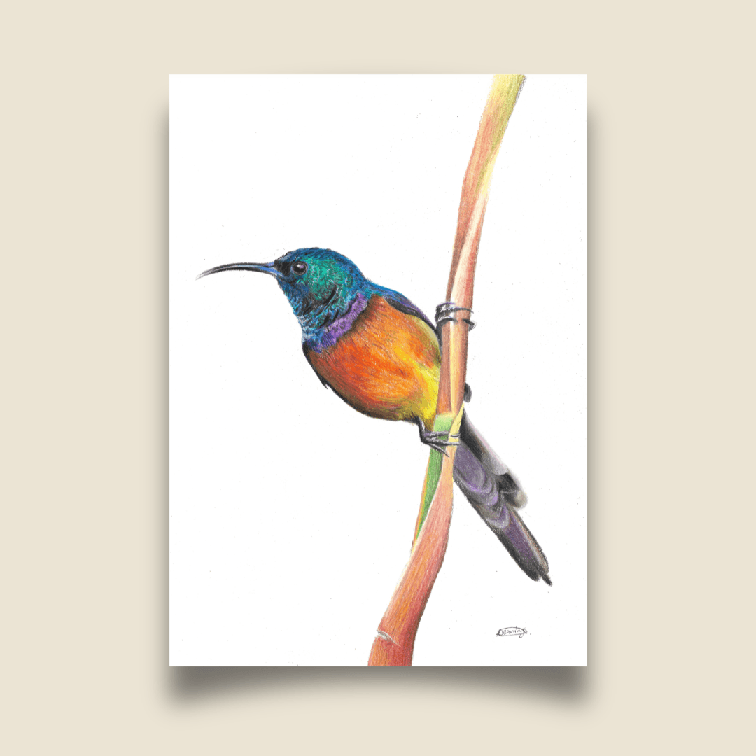Fine Art Print - Orange Breasted Sunbird