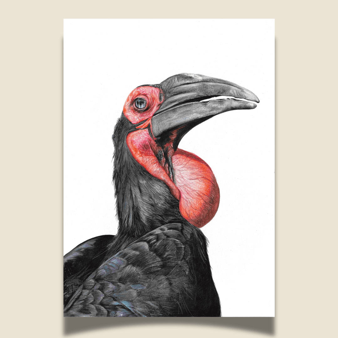 Original - Thunderbird (Ground Hornbill)